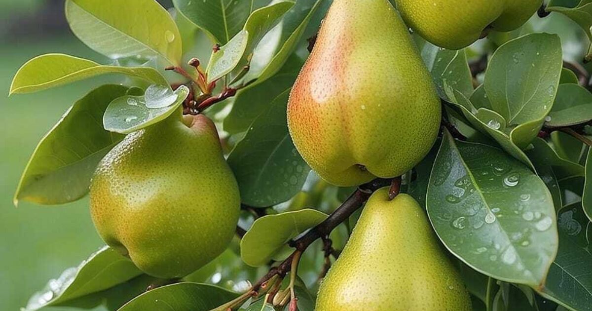 Ako pestovať hrušky | Zdravopedia.sk