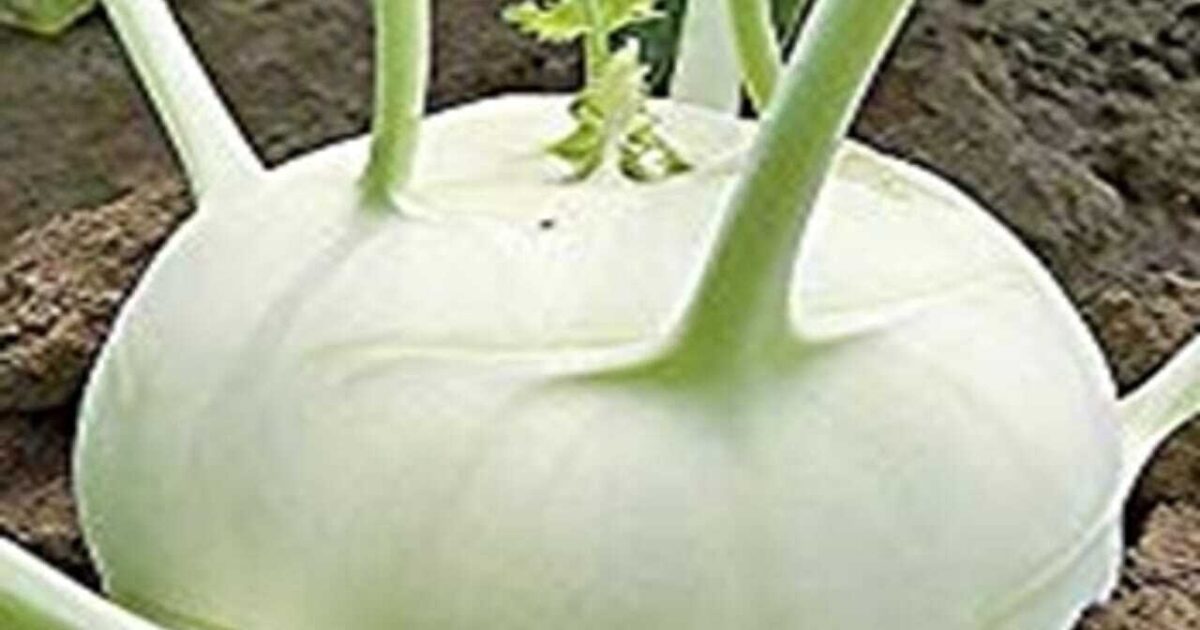 Jak pěstovat: Kedluben Kref | Zdravopedie.cz