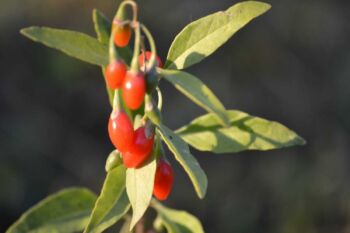 Kustovnici čínskou (goji)