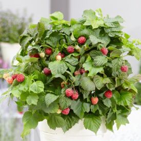 Maliny Ruby Beauty