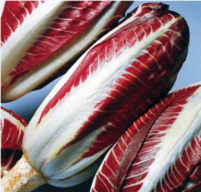 Čekanka Radicchio Rosso di Treviso