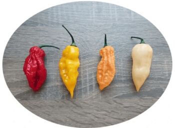 Paprika Bhut Jolokia