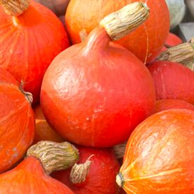 Tekvica Hokkaido Orange