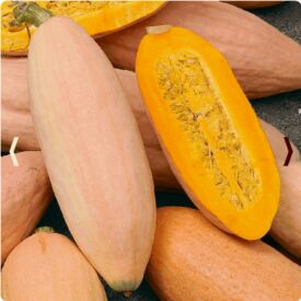 Tekvica Pink Jumbo Banana