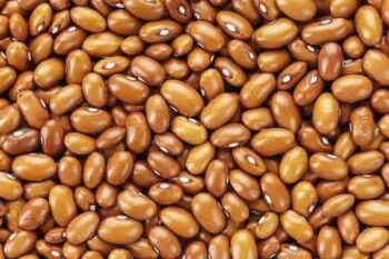 Fazuľa Brown Dutch