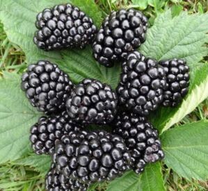 Černica Thornfree