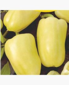 Paprika Albaregia