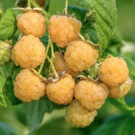 Maliny All Gold