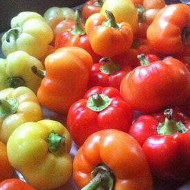 Paprika Alma