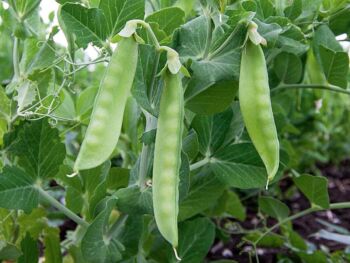 Hrach Ambrosia