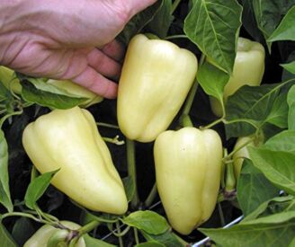 Paprika Amyka