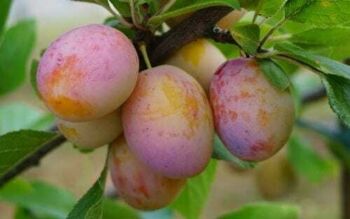 Mirabelka Aprimira
