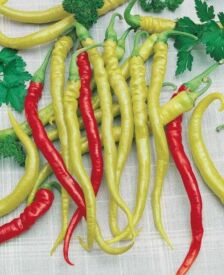 Paprika Beros