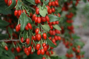 Kustovnici Big Lifeberry