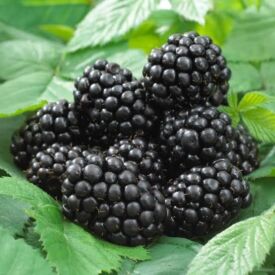 Černica Black Satin