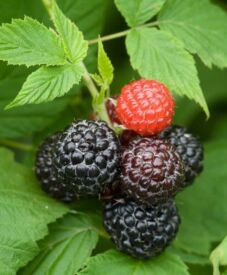 Maliny Black Jewel
