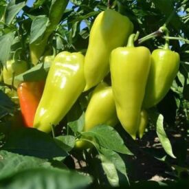 Paprika Blava