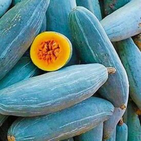 Tekvica Blue Banana