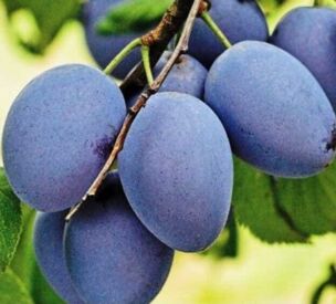 Švestky Blue Frost (Azura)