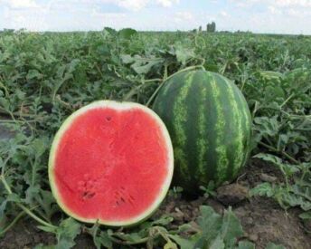 Melón Bonta
