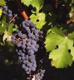 Vinič Cabernet Sauvignon