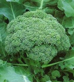 Brokolice Calabrese