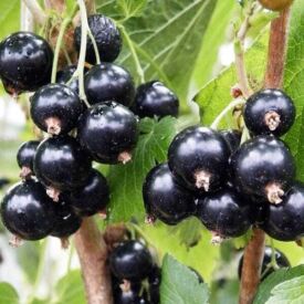 Ríbezle Cassisima Noiroma