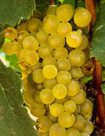 Vinič Chardonnay