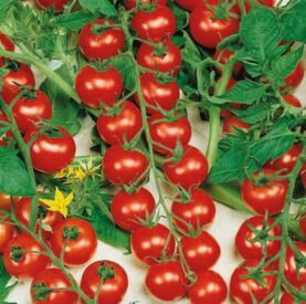 Paradajky cherry Cherrola