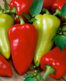 Paprika Cynthia