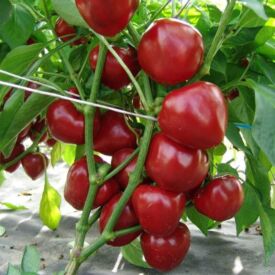 Paprika Dumas