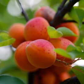 Meruňka Early Orange