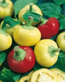 Paprika Evita
