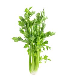 Celer Gigante Dorato