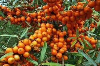 Rakytník Friesdorfer Orange