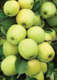 Jabloň Golden Delicious