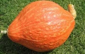 Tekvica Golden Delicious