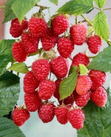 Maliny Gordost Rosii