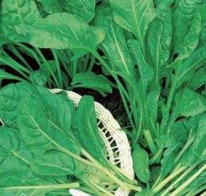 Mangold Groene Gewone