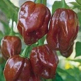 Paprika Habanero Chocolate