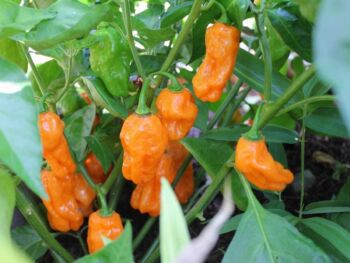 Paprika Habanero Orange