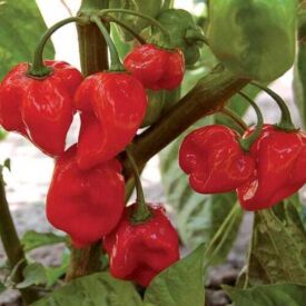 Paprika Habanero Red