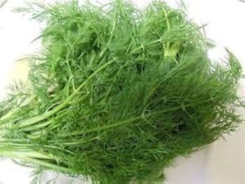 Kopr Hanák