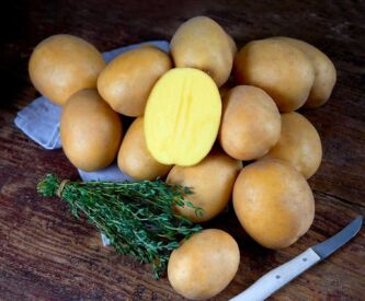 Brambory Herbstgold