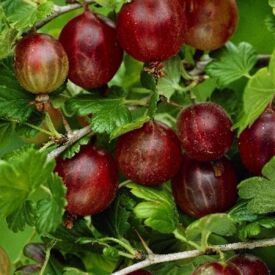 Egreš Hinnonmaki Red