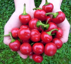 Paprika Koral