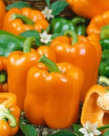 Paprika Kubista