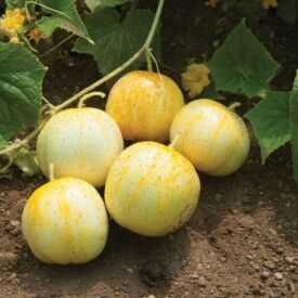 Okurka Lemon