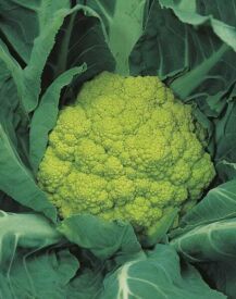 Květák Cavolfiore Verde di Macerata