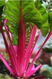 Mangold Magenta Sunset